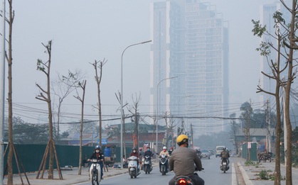 Hà Nội: Mới trồng chưa được 1 năm, hàng cây chết dọc tuyến đường mới mở bị chặt bỏ hàng loạt, chuẩn bị trở thành… củi khô