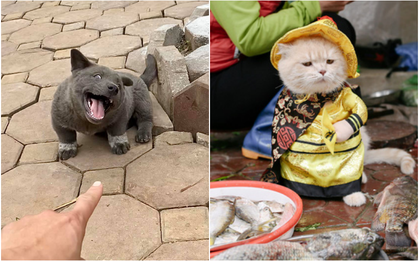 Trước chó "Nguyễn Văn Dúi" hút triệu like, những "đại boss" này đã nổi như cồn: Đi tới đâu cũng được săn đón, có fan gửi quà mỗi tháng nữa cơ