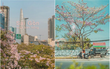 Hội Sài Gòn rục rịch check-in “con đường hoa anh đào” lên hình tình như phim điện ảnh, ai đi ngang cũng muốn dừng lại sống ảo