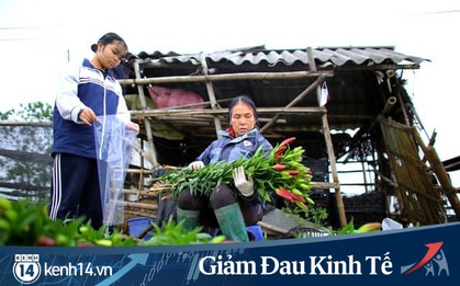 “Thủ phủ” hoa tại Hà Nội nở rộ giữa dịch COVID-19: Tưởng thắng vụ mà thành bại, hoa cười nhưng người khóc