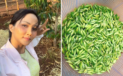 Gái xinh khoe một đặc sản quê nhà khiến dân mạng sợ nổi da gà, Hoa hậu H’hen Niê cũng đã từng giới thiệu món này trước đây