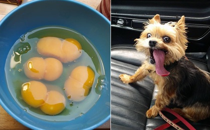 Loạt khoảnh khắc độc đáo chứng minh cuộc sống luôn tràn ngập những điều kì thú khiến chúng ta đi từ bất ngờ này đến bất ngờ khác