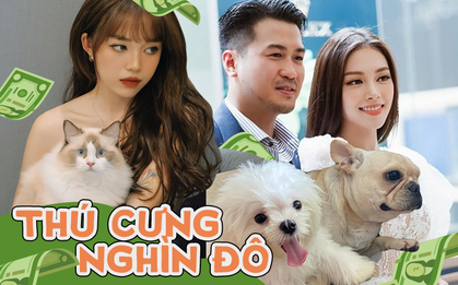 Bóc giá dàn thú cưng của hội trai xinh gái đẹp: Nghìn đô là chuyện bình thường, thần thái sang chảnh đã nói lên tất cả