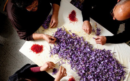 Cận cảnh quá trình thu hoạch saffron - thứ gia vị đắt nhất thế giới được mệnh danh “vàng đỏ“ có giá hàng tỷ đồng/kg, từng được Nữ hoàng Ai Cập dùng để dưỡng nhan