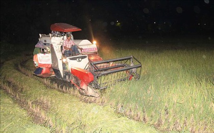 Nông dân Nghệ An thu hoạch lúa vào ban đêm để tránh nắng nóng 40 độ C
