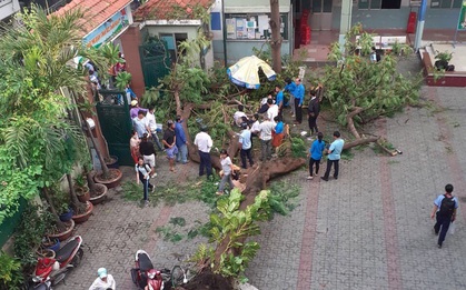 Chùm ảnh: Hiện trường cây phượng bật gốc đè trúng 13 học sinh khiến 1 em tử vong thương tâm