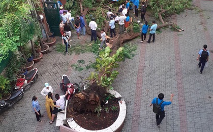 Hà Nội yêu cầu rà soát, cắt tỉa lại tất cả cây xanh ở các trường học trên địa bàn, không để gây nguy hiểm cho học sinh