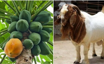 Tổng thống Tanzania xét nghiệm Covid-19 cho... đu đủ và dê, kết quả dương tính: Chuyện gì đã xảy ra?