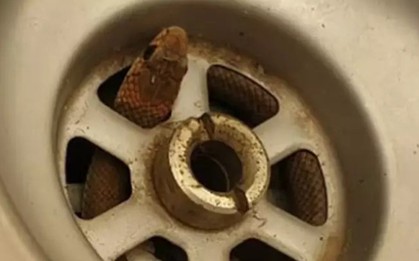 Đang rửa bát bỗng có một 'Bé Na' thò lên từ dưới cống, thanh niên may mắn tránh được họa sau khi biết danh tiếng của con vật