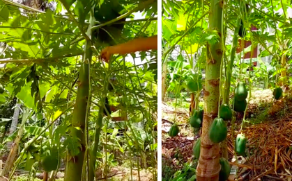 Kỳ lạ cây đu đủ nhỏ ra được hàng chục trái nhưng lại treo lòng thòng từ ngọn xuống tận mặt đất, biết được lý do ai nấy đều bất ngờ