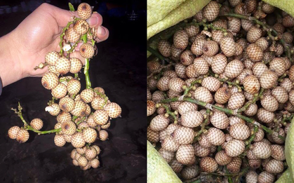 Một loại quả gắn liền với tuổi thơ của nhiều người Việt nhưng giờ khá hiếm gặp, khi nghe tên ai cũng cảm thấy “nhói đau”