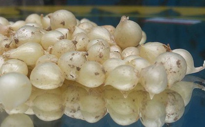 Củ nén là gì mà gia đình nào ở miền Trung cũng không thể thiếu, góp mặt trong đủ mọi món ăn?