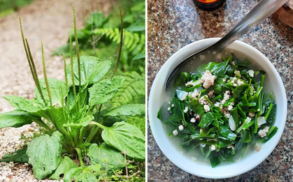 Cô gái khoe bát canh nấu từ một loài cây mọc dại khắp nơi khiến dân mạng ngỡ ngàng, lại còn ăn rất ngon là đằng khác