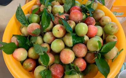 Giá mận Nhật lên tới 213k/kg nhưng người Việt ở Nhật vẫn "cắn răng" mua ăn cho đỡ nhớ món quả đặc sản quê nhà