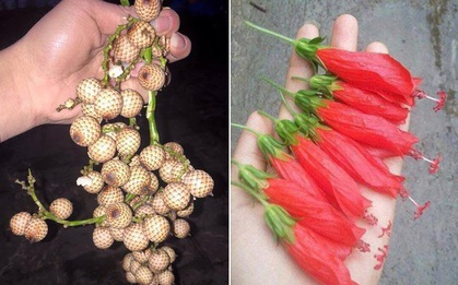 5 món ăn vặt "huyền thoại", toàn hoa với quả dại mà nếu biết hết chúng, bạn nhất định đã có 1 tuổi thơ vô cùng dữ dội