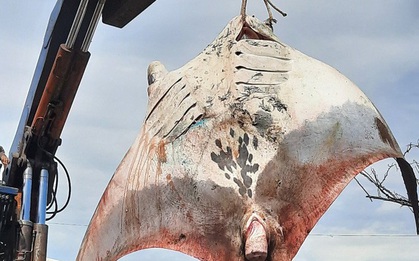 Ngư dân Bình Thuận bắt được cá đuối khổng lồ gần 1.000kg