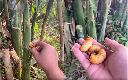 Giờ mới biết đuông dừa còn xuất hiện trong cả… cây tre, dân mạng tò mò liệu hương vị có ngon như phiên bản gốc?