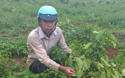 Vườn cà phê 9 lần bị kẻ xấu chặt hạ, chủ nhân khóc nghẹn
