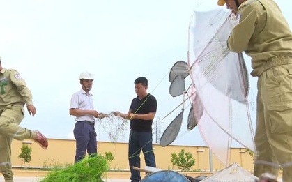 Vô tư thả diều khiến toàn thành phố mất điện, thiệt hại hàng tỷ đồng