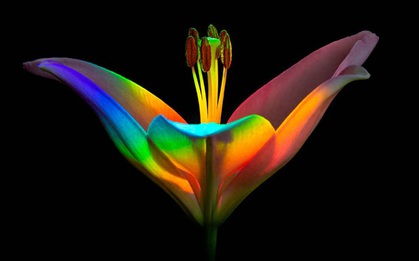 Chiêm ngưỡng các tác phẩm xuất sắc đoạt giải cuộc thi nhiếp ảnh cận cảnh - Macro Art Photo Awards 2020