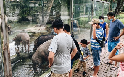 Người Sài Gòn góp cả chục tấn rau củ cùng hàng tỷ đồng, cứu đói bầy thú ở Thảo Cầm Viên trong mùa dịch Covid-19