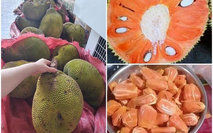Lạ miệng mít ruột đỏ múi to dày, thơm ngọt có giá 120 ngàn đồng/kg vẫn hút khách sành ăn