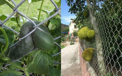 Những bé cây mọc "sai trái" khiến gia chủ phát bực, nhọc nhằn công chăm sóc mà người hưởng lại là gã hàng xóm lâu năm