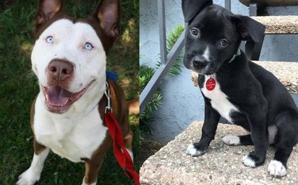 Pit bull cục súc là thế nhưng đem lai với 10 giống chó khác lại cho kết quả đẹp như mơ