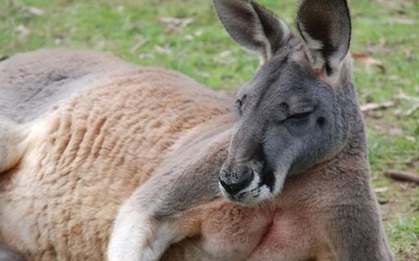Con kangaroo hồn nhiên vào nhà dân ăn vụng rồi còn đấm người đến mức phải nhập viện vì gãy cổ tay