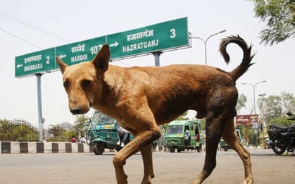 Bầy chó hoang lẻn vào bệnh viện cắn chết trẻ mới sinh được 3 giờ