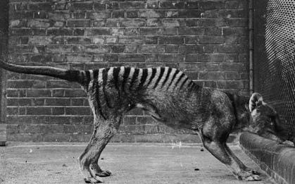 Cứ ngỡ đã tuyệt chủng từ những năm 1930, nhưng có lẽ hổ Tasmania vẫn còn tồn tại đâu đó ngoài kia