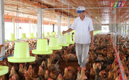 Hơn 100.000 con gia cầm bị tiêu hủy do dịch cúm A/H5N6, H5N1