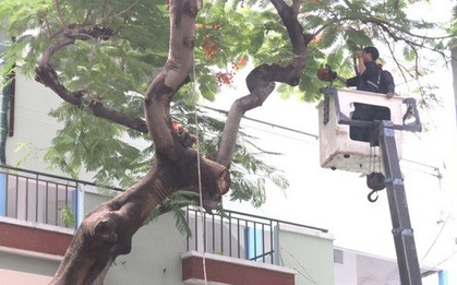 Đốn bỏ cây phượng "biểu tượng" còn lại ở trường THCS Bạch Đằng, học sinh đi học trở lại bình thường