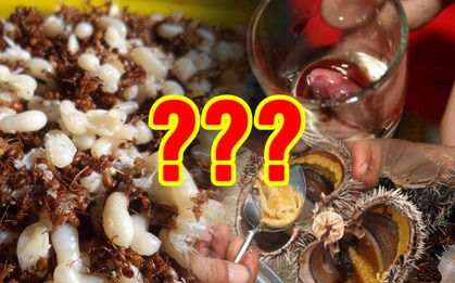 Việt Nam có hàng loạt món "ăn tươi nuốt sống", bạn đã biết hết những món này chưa?