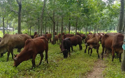JD tuyển dụng gây sốt, phúc lợi lương bổng đủ cả nhưng xem qua công việc ai cũng há hốc mồm