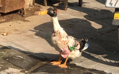 Chú vịt "sành điệu" được mặc quần áo mỗi ngày 1 bộ, nhuộm lông đầu, đeo vòng cổ khiến ai cũng phải nhìn ở ngã tư Bạch Mai - Phố Huế