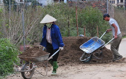 Hà Nội: Các nhà vườn Nhật Tân nhộn nhịp chuẩn bị vụ đào Tết