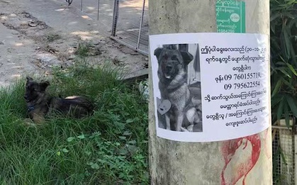 Boss có IQ vô cực: Thấy chân dung in trên tờ rơi tìm chó đi lạc giống mình, bèn ngồi cạnh ung dung chờ sen đến đón