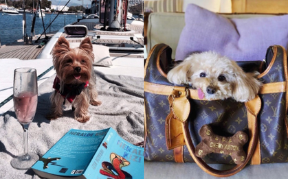 Hermes của hội phú bà "fake" chỉ là vay mượn, nhưng Ferrari của hội "rich dog" dưới đây lại không hề giả trân chút nào