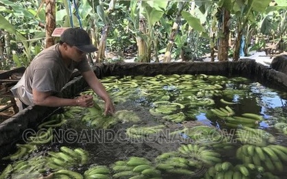 Phát hiện hơn 20 ngàn kg chuối ngâm nước, phun thuốc bảo quản không rõ nguồn gốc trước khi đưa đi tiêu thụ dịp Tết