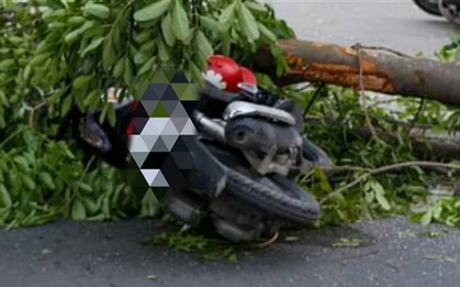 Cây bật gốc đè 2 mẹ con, cháu bé 8 tuổi tử vong