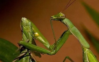 Sau khi bọ ngựa giao phối, tại sao bọ ngựa cái lại luôn tìm cách để ăn thịt con đực?