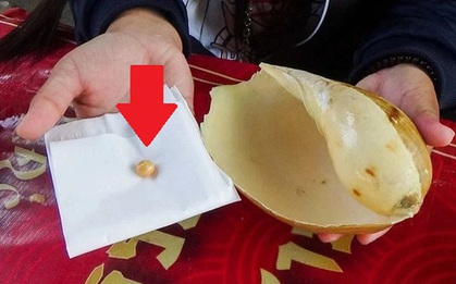 Thái nhỏ con ốc bỗng thấy một "viên đá" lạ lăn ra, hóa ra là thứ giá hàng trăm triệu đồng