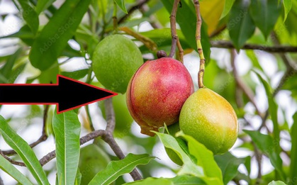 Giải mã độc tính kinh khủng của "cây tự sát": Mọc hoang đầy ở bờ biển