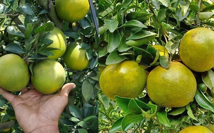 Đặc sản miền Tây rớt giá, cam xoàn, quýt đường rẻ bèo, chỉ từ 6.000 đồng/kg