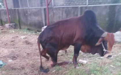 Công an điều tra vụ đàn bò trị giá hàng trăm triệu bị đứt chân