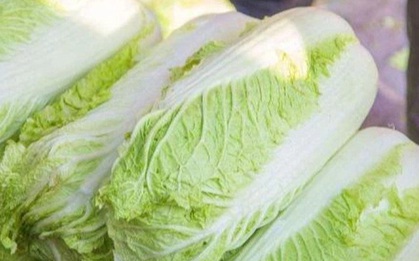 Đi chợ mua cải thảo, nên chọn cây xanh hay trắng sẽ tốt hơn: Người trồng cải thảo 20 năm tiết lộ câu trả lời cực sốc