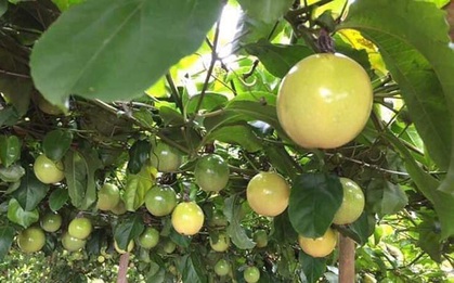 Loại quả giá cực rẻ tại Việt Nam nhưng chất lượng đứng đầu thế giới