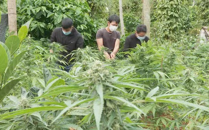 Trồng cần sa trái phép, khai để cho… gà ăn!