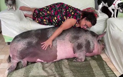 Mua bé heo nhỏ xinh gọi là "lợn cảnh mini" về làm thú cưng, 3 năm sau người phụ nữ thở dài với con vật khổng lồ chình ình giữa nhà
